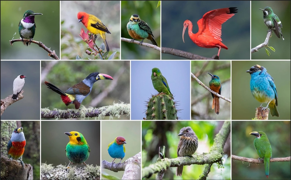 Schoolchildren were invited to the fascinating world of birds