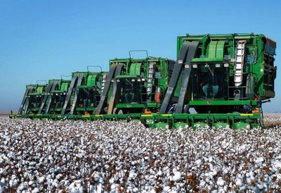 Cotton harvest in Turkmenistan to start on September 10