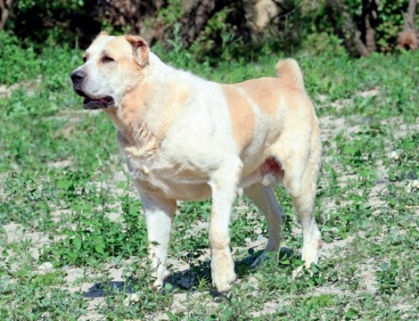 Aşgabatda 26-njy oktýabrda türkmen Alabaýynyň halkara bäsleşigi geçiriler