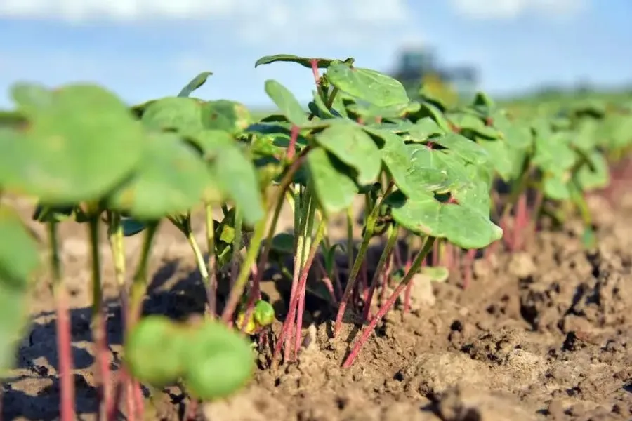 In 2025, the plan for the placement of agricultural crops in the regions has been approved